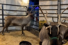 Reindeer